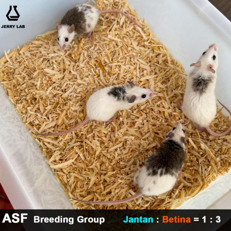 ASF BreedingGroup 1:3 (30set)