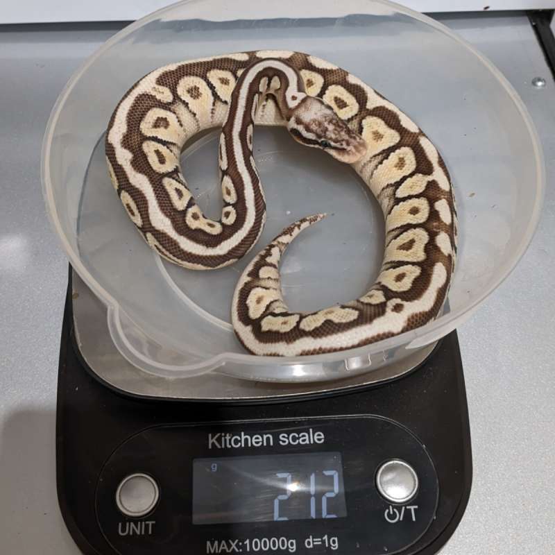 M Pastel Lesser Spotnose het DG 66% ph Clown or Cryptic