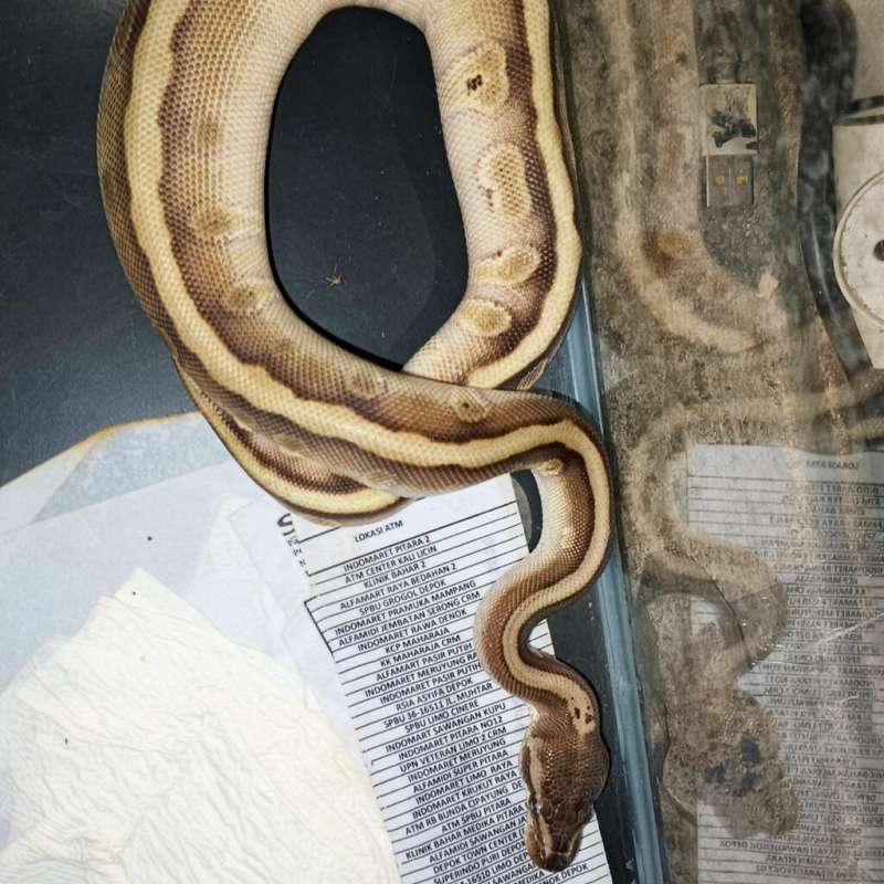 Ball python phantom hgw