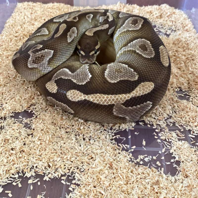 Ball Python