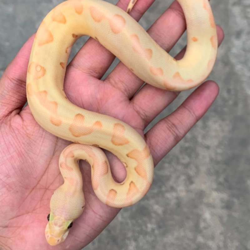 Banana Pastel Enchi Clown Female
