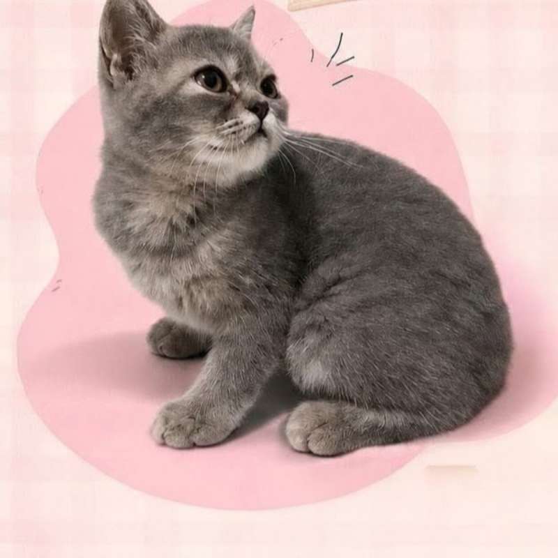 Kucing kitten British shorthair Blue golden Femalepure