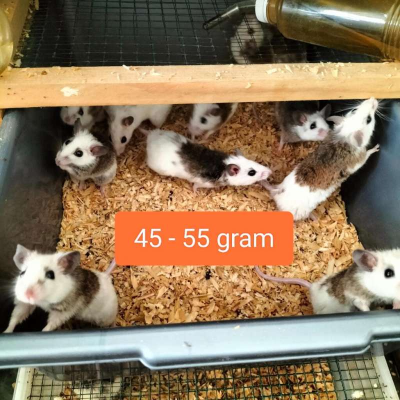 Asf paket 10 ekor 45-55gram