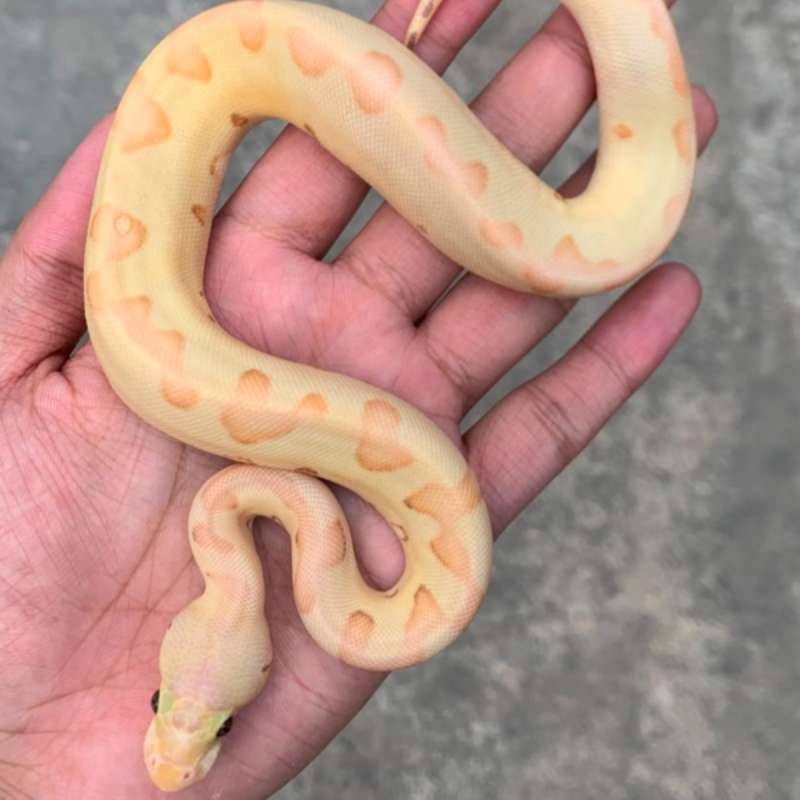Banana Pastel Enchi Clown het Albino