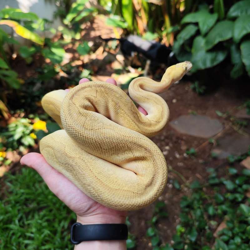 BP Clown Enchi Pastel Lesser