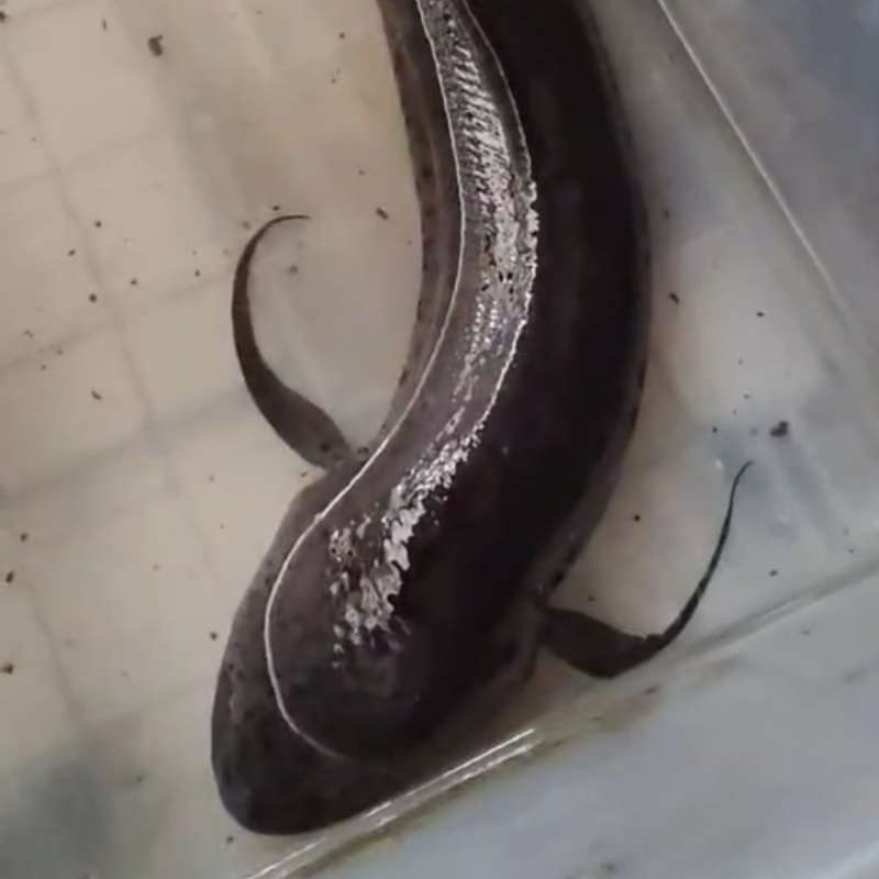 African Lungfish ±60cm