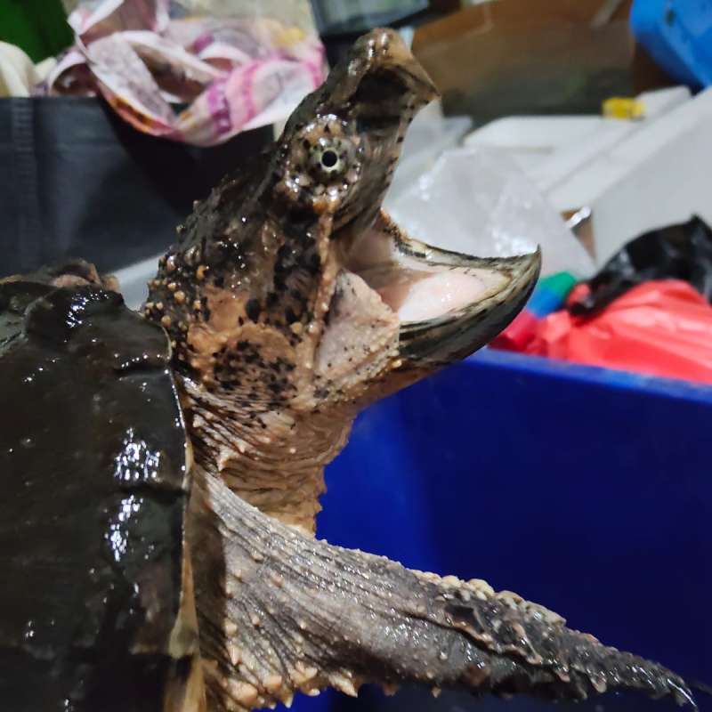 Kura-kura Hybrid Snapping Turtle