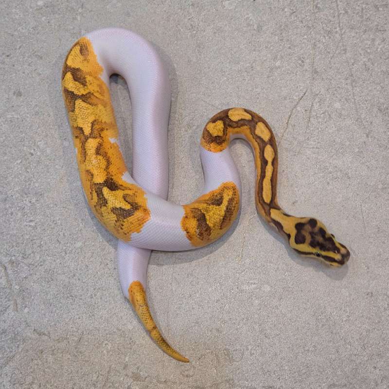 Enchi OD YB Pied PH G-Stripe