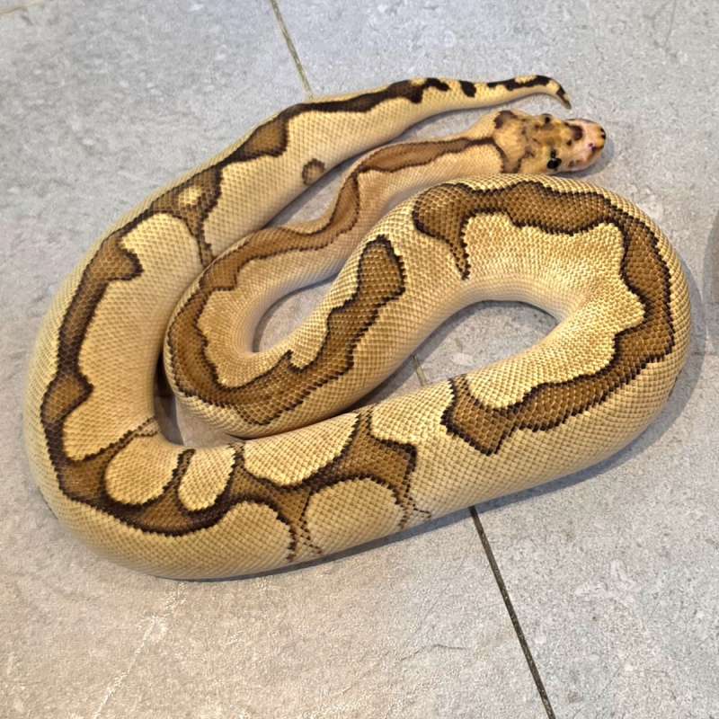 Enchi Fire redstripe clown het DG