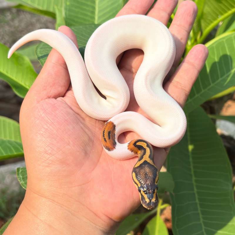 High White Pied 50% Het Clown