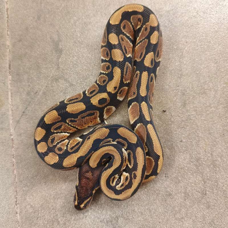 (F) Het Hypo 66% Het DG 50% Het Clown