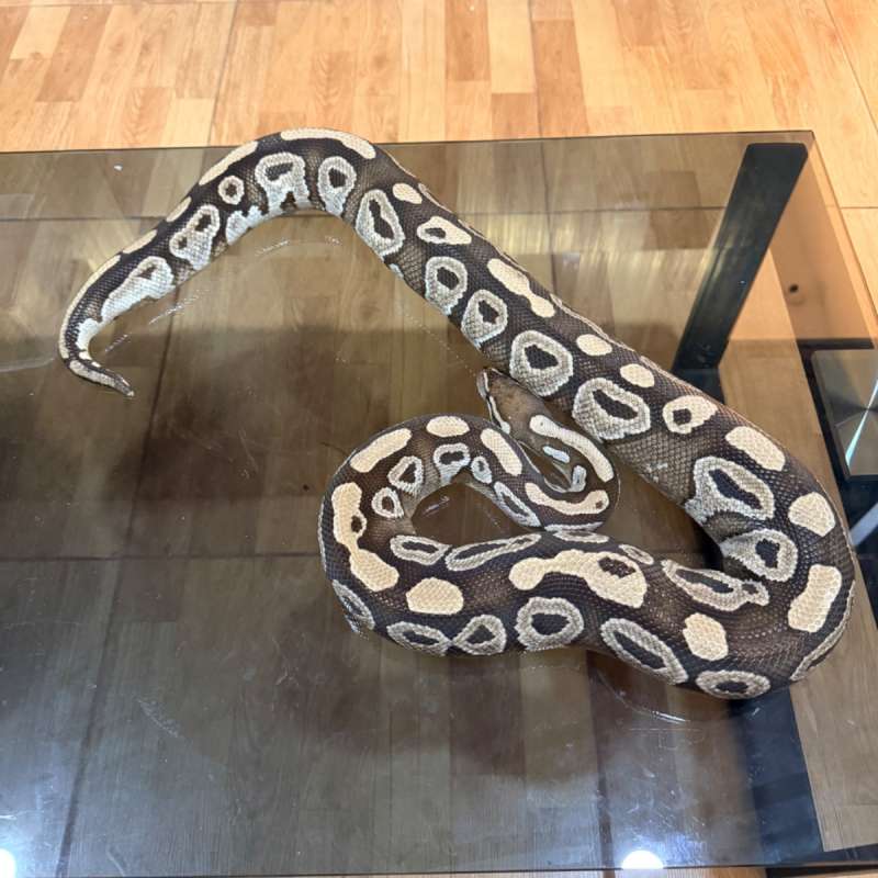 Mojave het lavender
