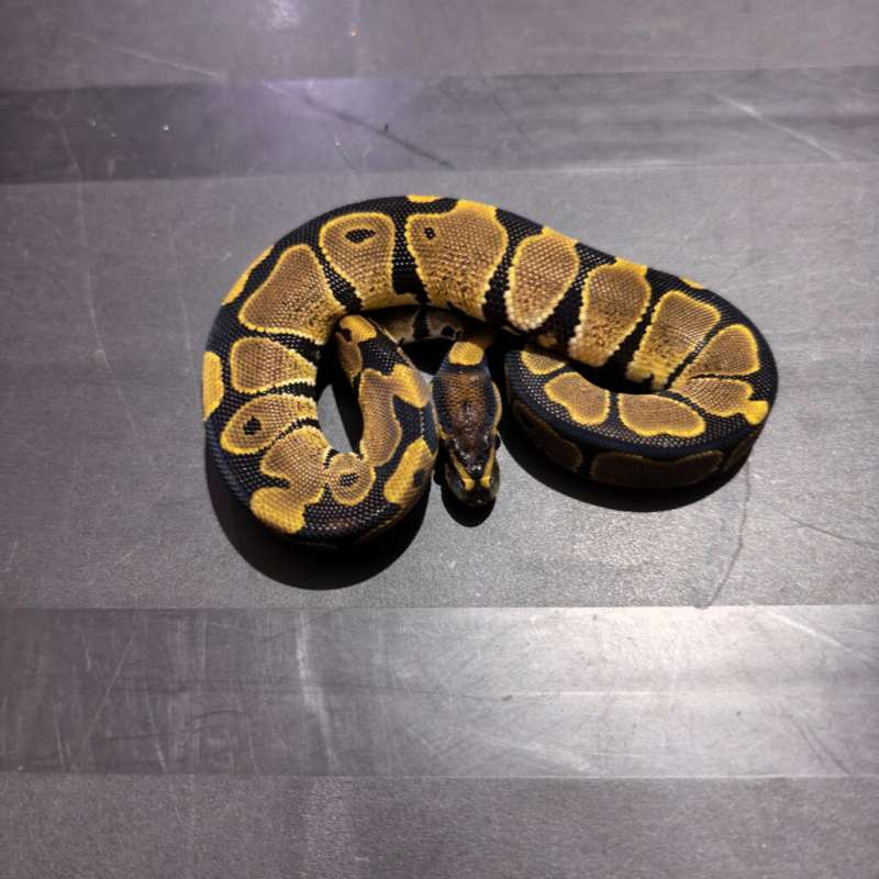 Normal 100 % double het DG Hypo