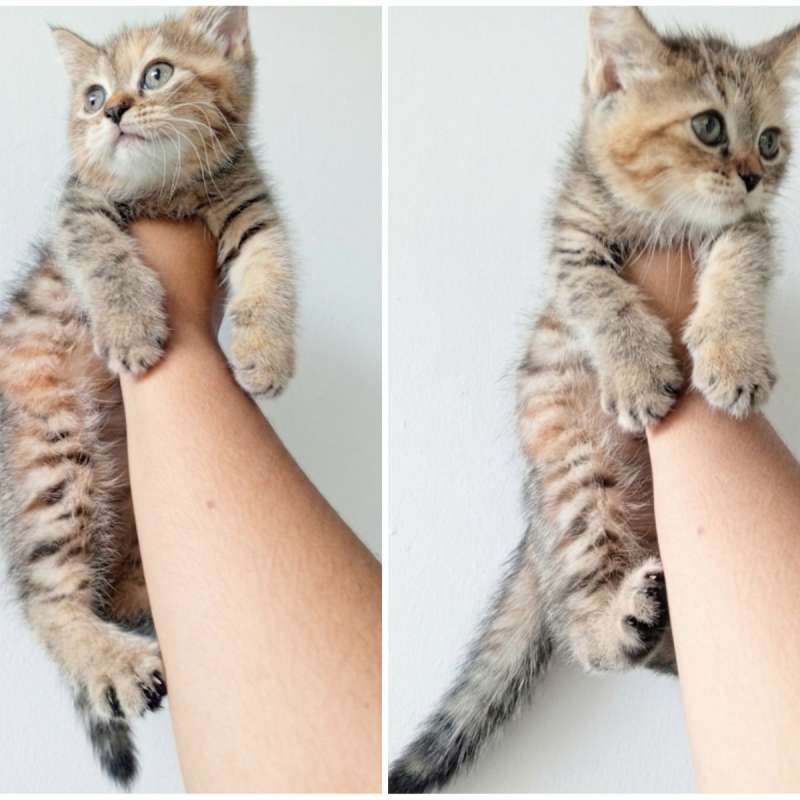 Kucing kitten British shorthair GOLDEN black tabby female