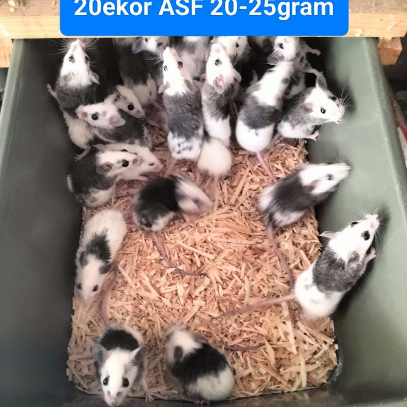ASF 20ekor 20-25gram