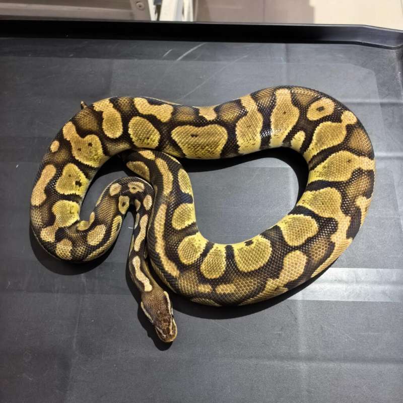 Pastel Het Desert Ghost