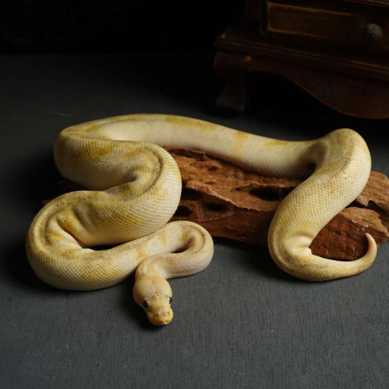 Champagne Pastel poss Leopard
