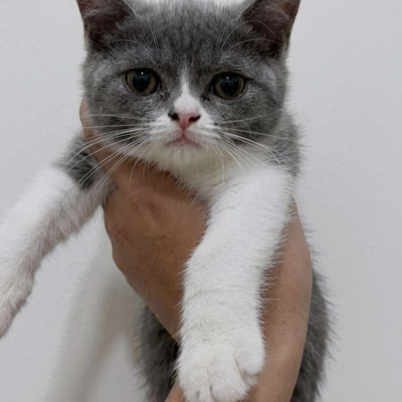 Kucing kitten British shorthair Bicolor Female