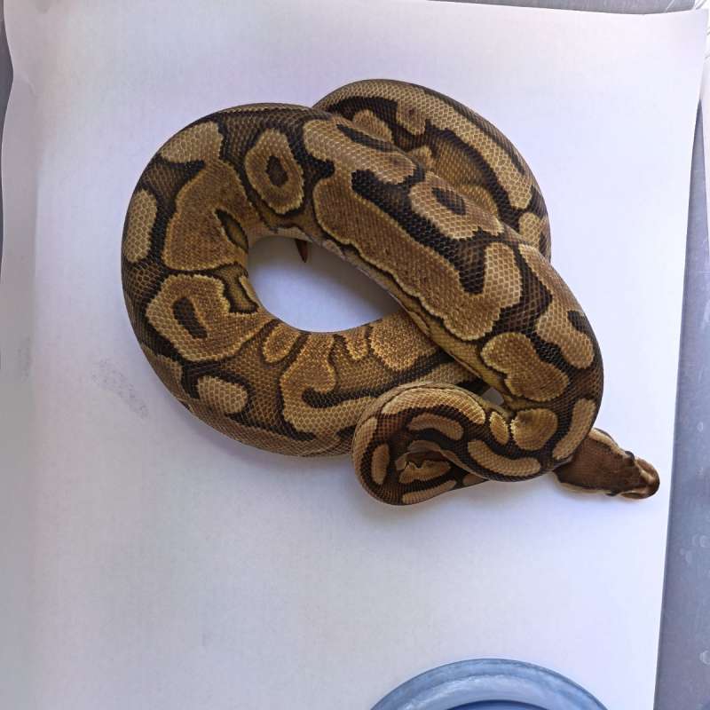 Enchi clown het Hypo