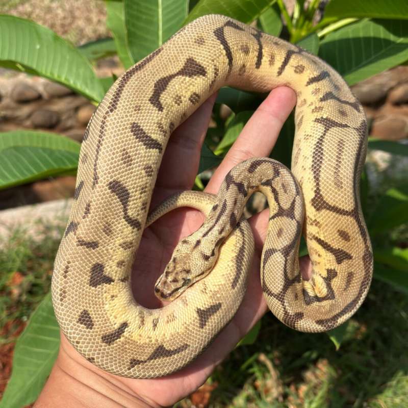 Leopard Bumblebee Yellow Belly Het Clown