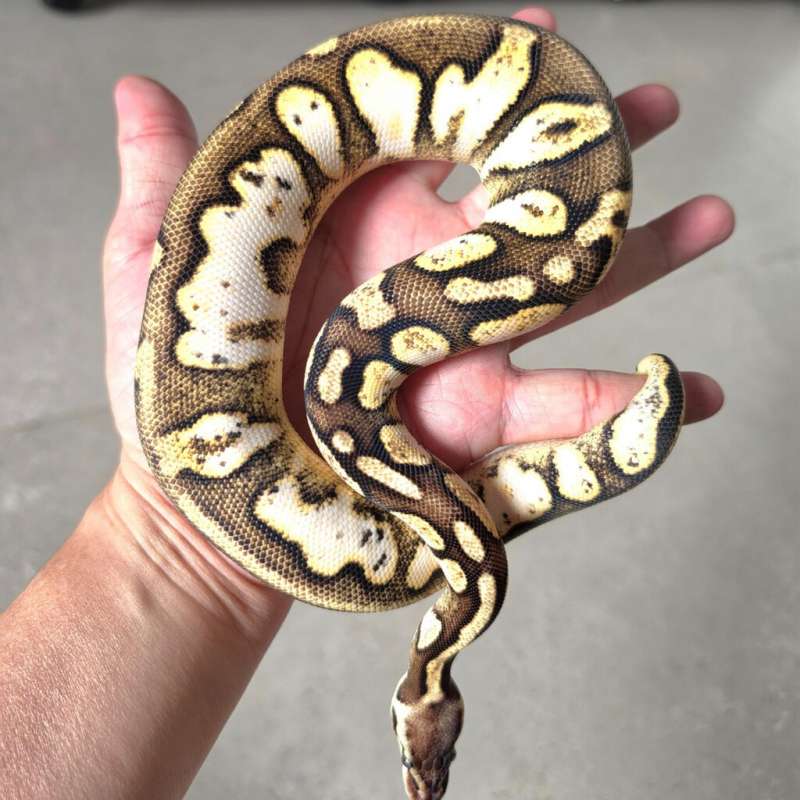 Pastel Calico