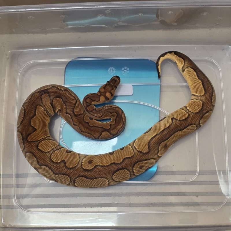 Black Pastel Enchi Clown