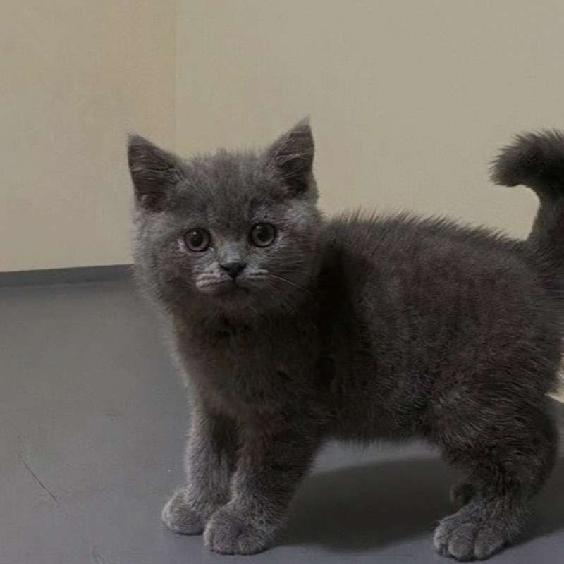Kucing kitten British shorthair Bluesolid Male Pure