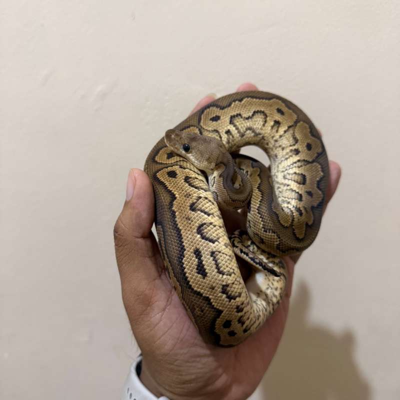 Cinammon YellowBelly Clown