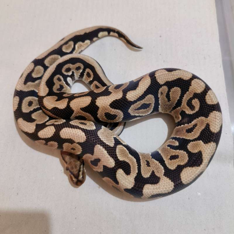 Female Spotnose Redstripe het DG