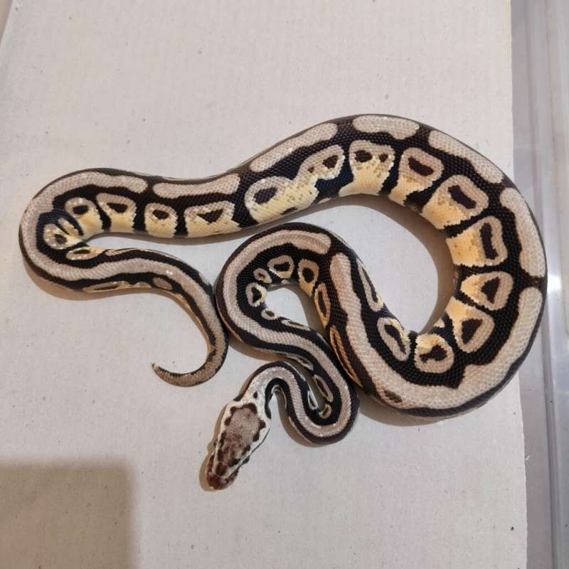 Female Pastel Spotnose Specter het DG