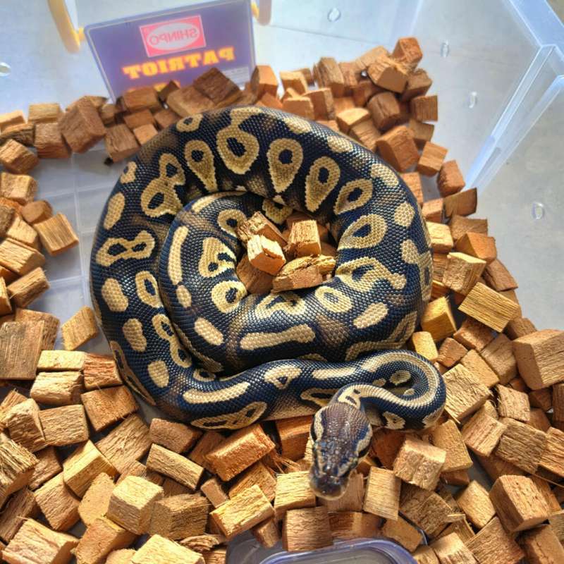 Pastel blackhead het clown