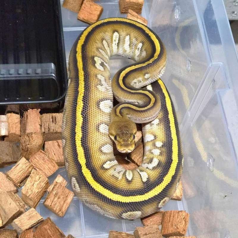 Super cypress het clown PH hypo