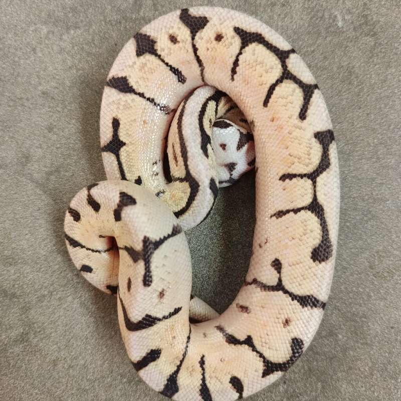 Spotnose Pastel Spider Het Hypo 66% Het DG 50% Het Clown