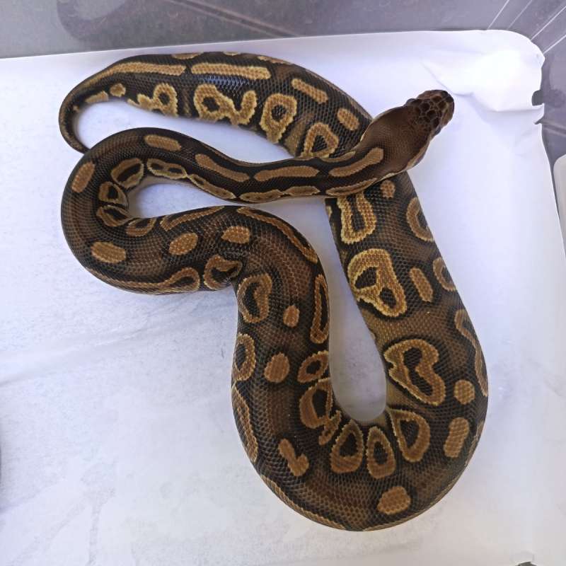 Cinnamon Clown het Hypo