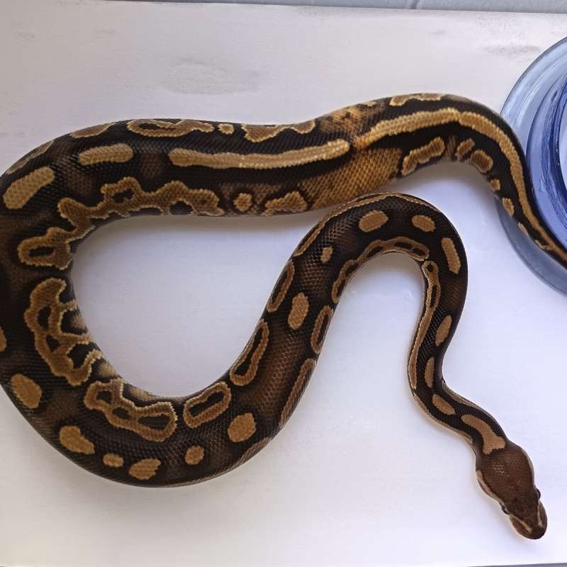 Cinnamon Clown Paradox het Hypo
