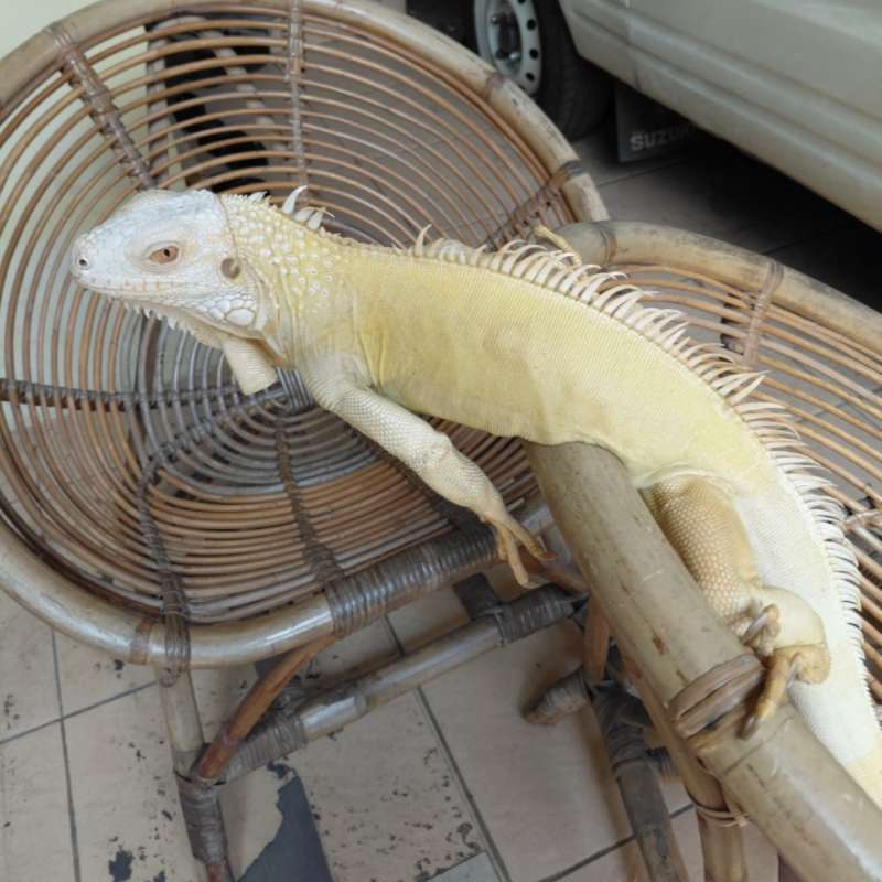 Albino Green Iguana (Minusan)