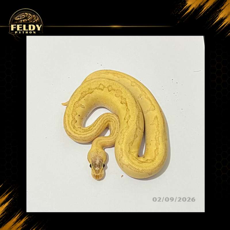 Super Dragonfly Ball Python