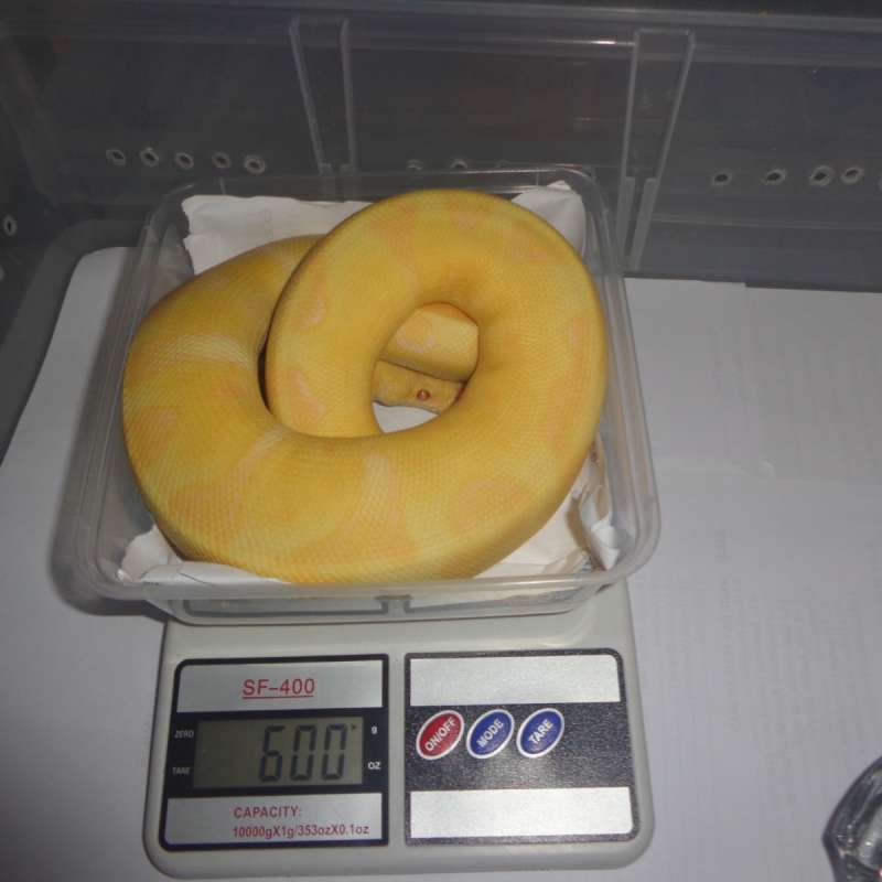 enchi pastel lavender clown