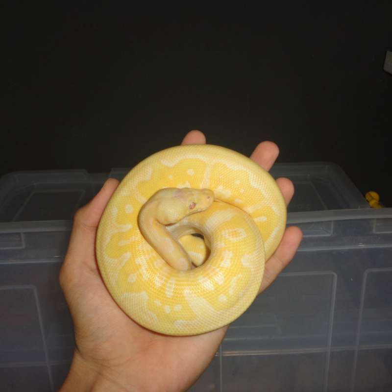 PASTEL LAVENDER CLOWN
