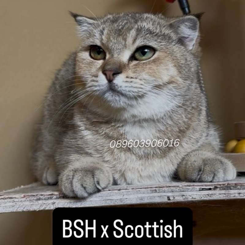BSH x Scottish NY25