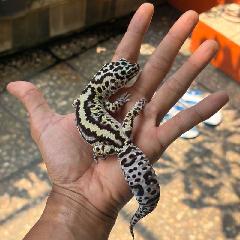 Leopard Gecko - Bold Stripe Mack Snow ph Tremper