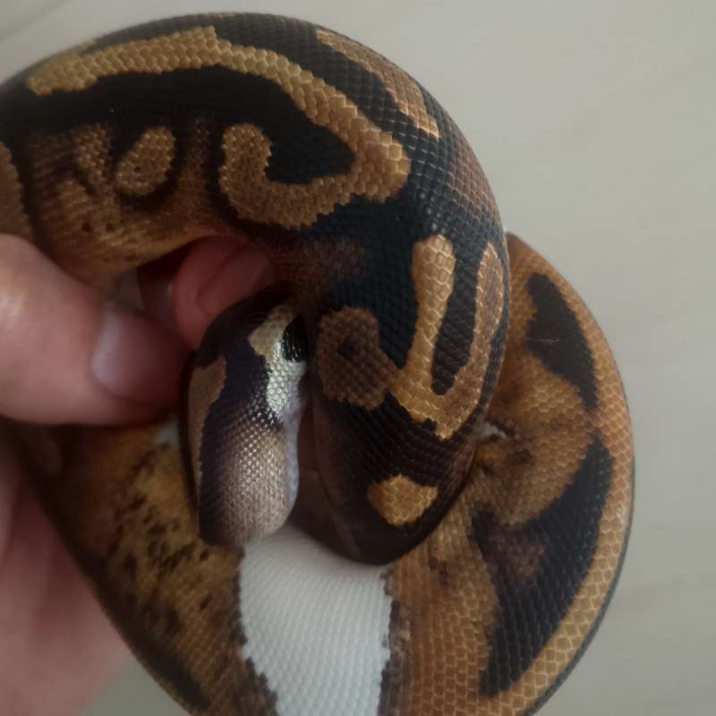 Pied ball python
