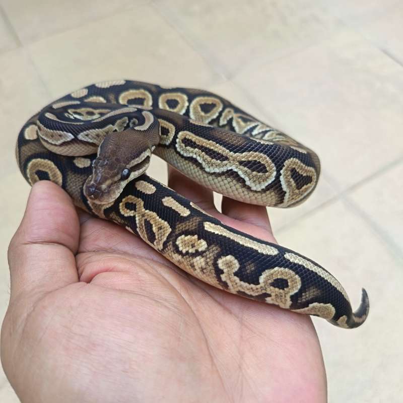 Pastel Cinnamon het clown het hypo
