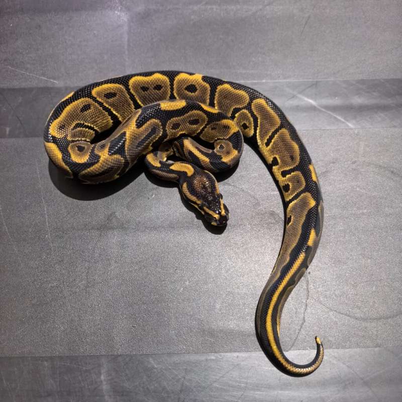 Leopard poss OD 100% Double Het DG Hypo