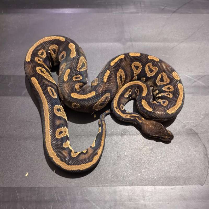 Blackhead Mahogany Het Pied