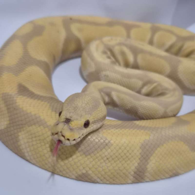 Toffee Albino Proven