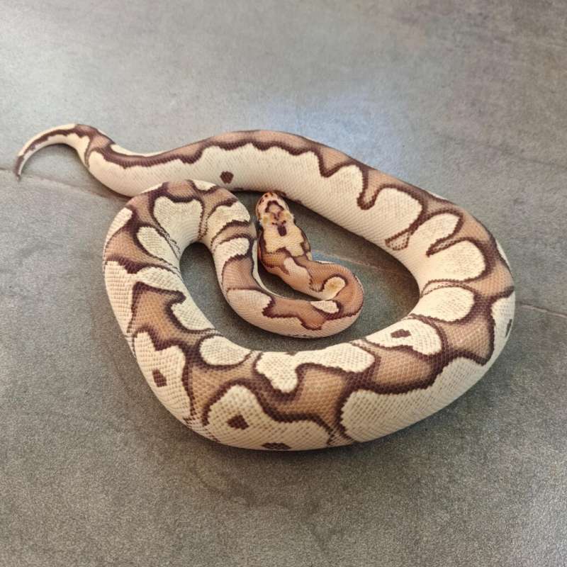 (F) Orange Dream Fire Clown
