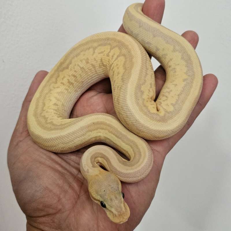 MOJAVE LEOPARD BANANA PINSTRIPE PASTEL HET PIED
