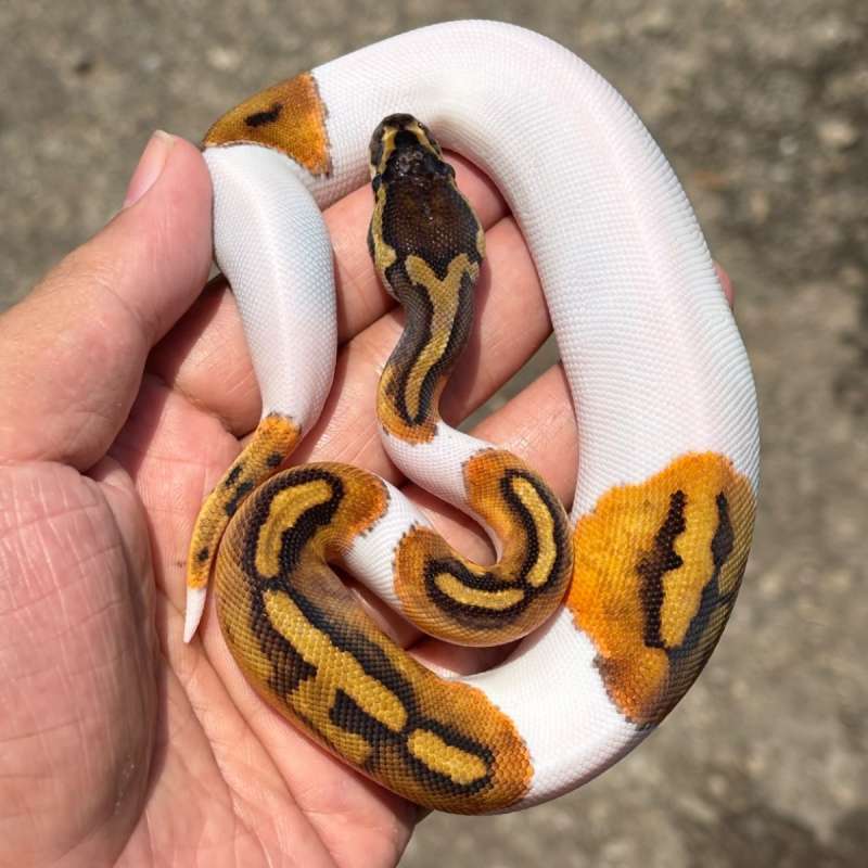 F Pied 50% Het Clown