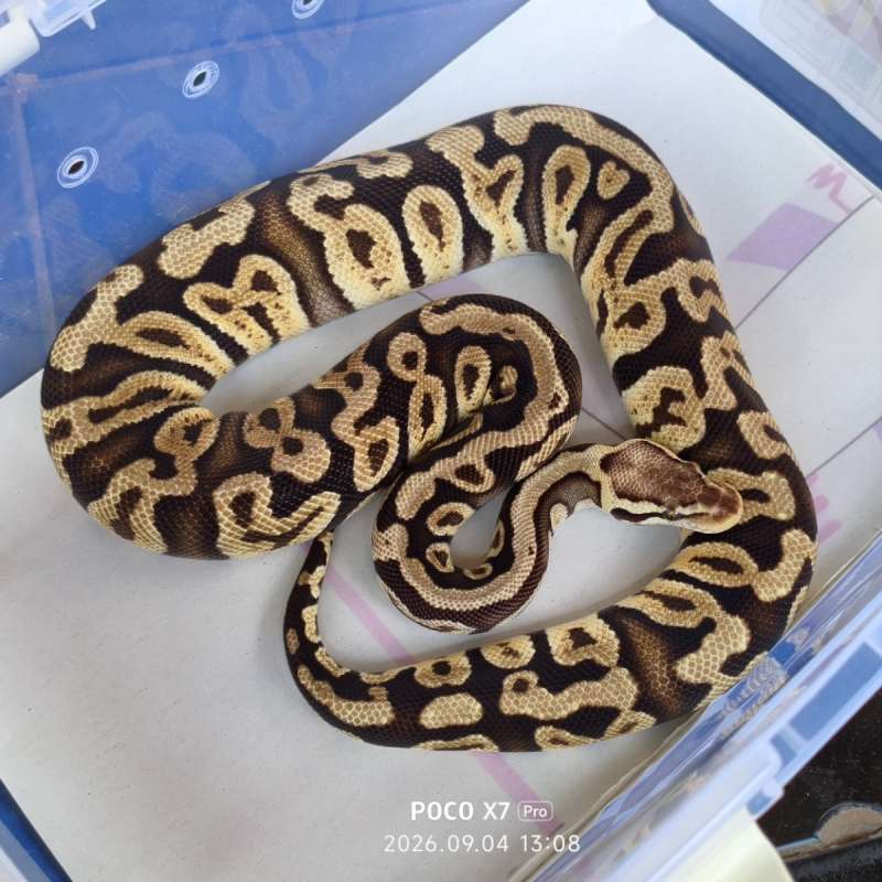 Pastel GHI het Clown